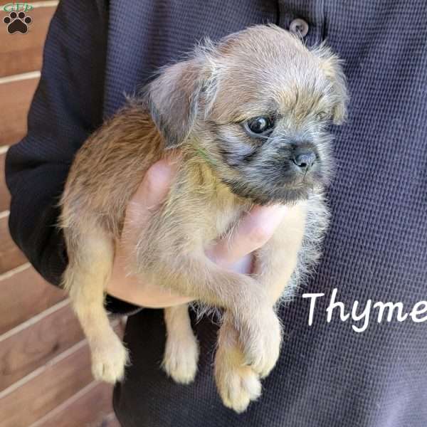 Thyme, Brussels Griffon Puppy